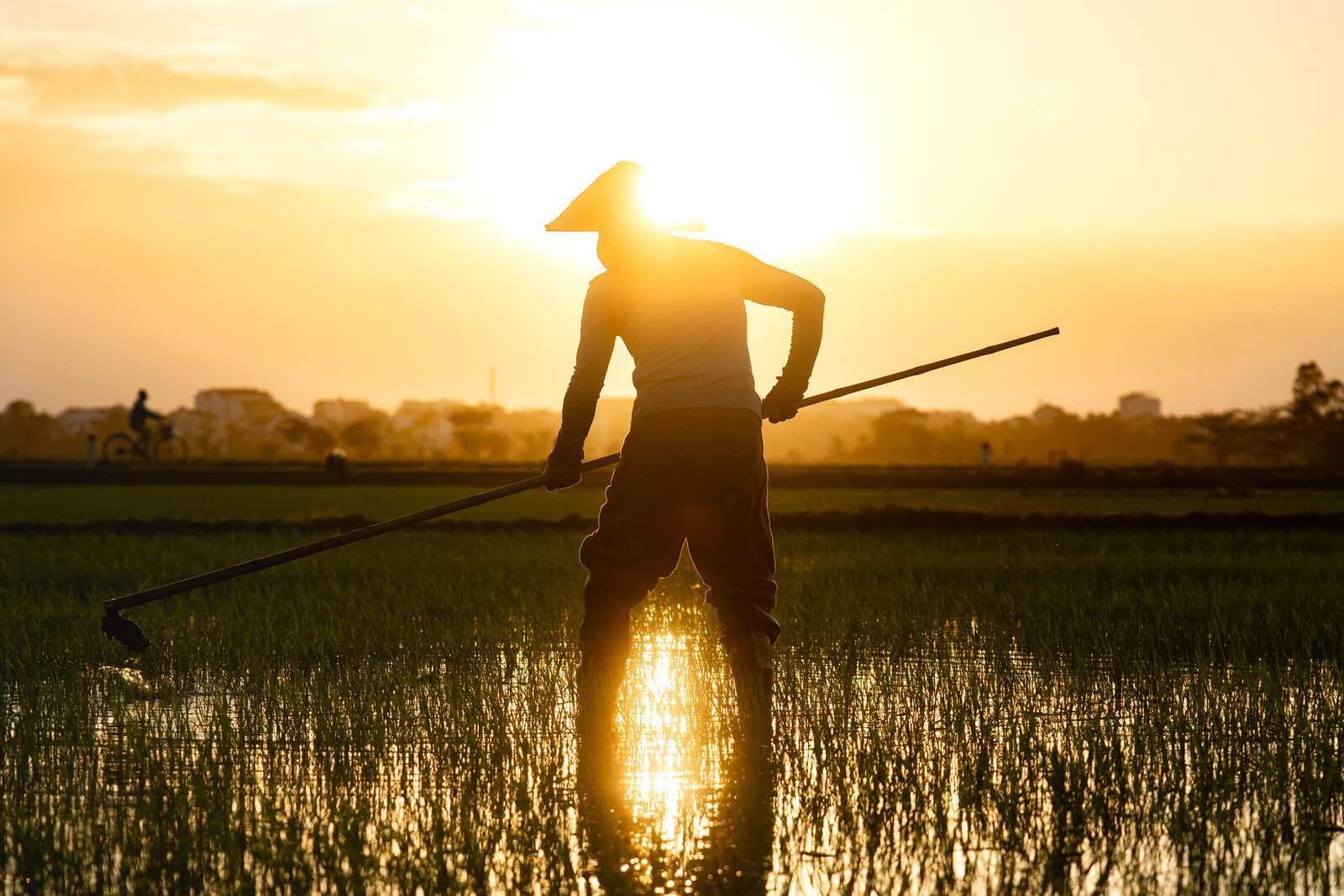 A farmer working a flooded rice paddy at sunset near Hội An.